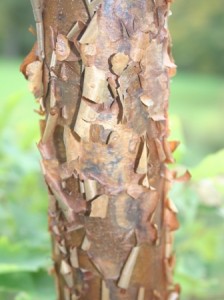 Acer_griseum_Bark