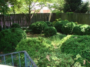 Japanese Garden Before