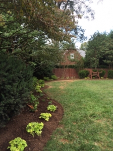 FA1 dog with green plants