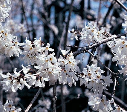 Image courtesy of http://www.whiteflowerfarm.com