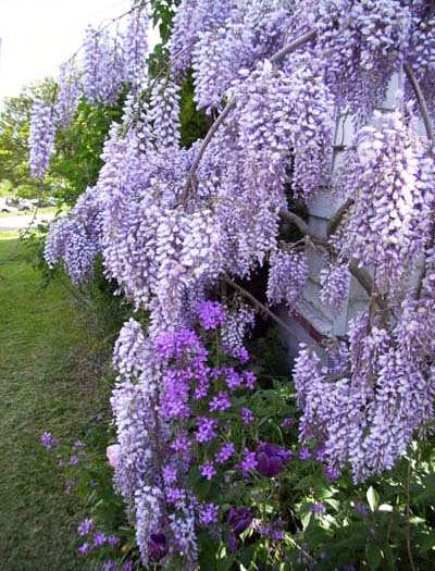 5_wiseria 'Amethyst%22