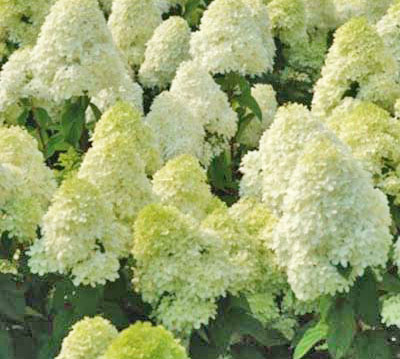 Limelight hydrangea