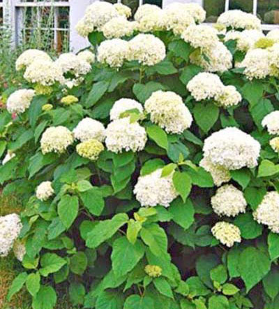Annabelle Hydrangea