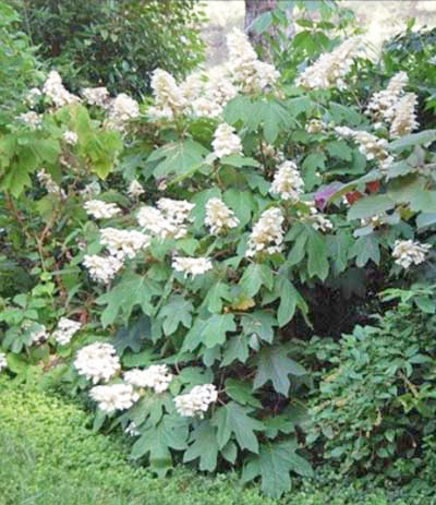 Oakleaf Hydrangea